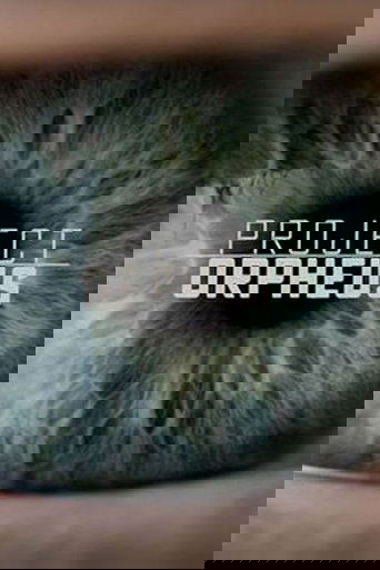 Проект «Орфей»