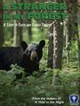 A Stranger in My Forest